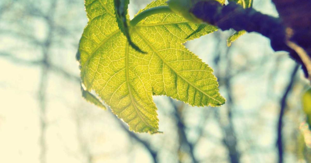 Back to School Prayers and Traditions: Starting the Academic Year with Faith