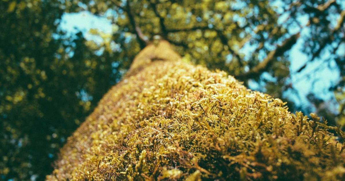 Building Self-Control in Children: Biblical Strategies That Work