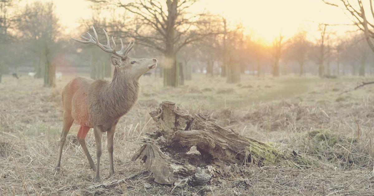 Military Families: Deployment and Reunification with Faith