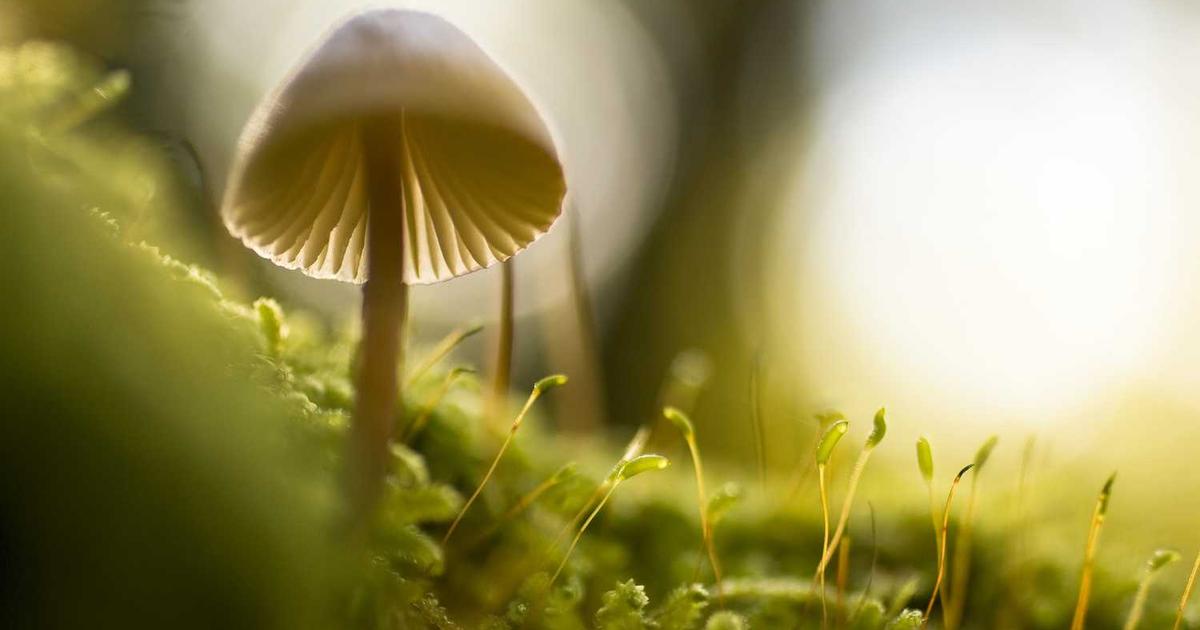 Teaching Kids About Ruth: Loyalty, Faithfulness, and God's Redemptive Love