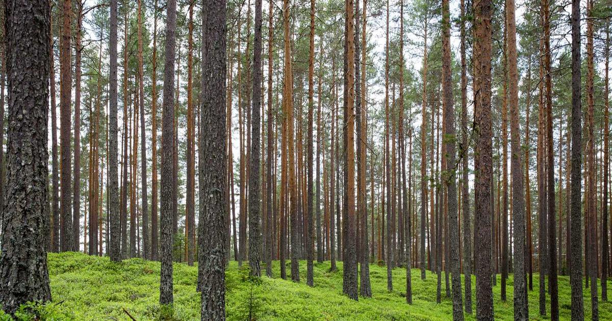 Vacation Bible School at Home: Creating a VBS Experience with Daily Themes, Crafts, and Scripture Memory